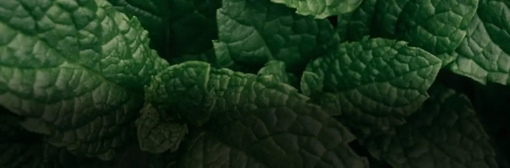 Peppermint Oil